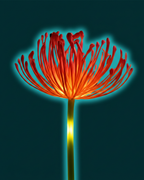 decorative-floral-solar-garden-lights-set-of-2